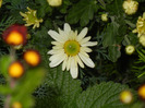 White & Yellow Chrysanth (2011, Nov.02)