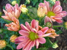 Pink & Yellow Chrysanths (2010, May 11)