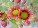 Pink & Yellow Chrysanths (2011, Oct.28)