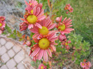 Pink & Yellow Chrysanths (2011, Nov.02)