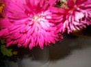 DSCN2121