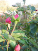 DSCN2142