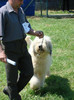 crva 2008 3