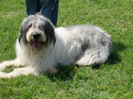 crava 2008 9