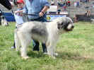 craiva 2008 1