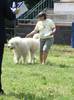 EMIR DE TARA BARSEI RPJ craiova 2008 2