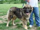 ROCCO DE POPA BIS craiova 2008 6