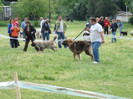 craiova 2008 10