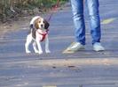 62953142_3-Caine-beagle-Animale