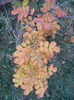 Rosa rugosa (2011, November 07)
