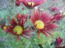 Red & Yellow Chrysanth (2011, Nov.10)