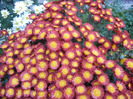 Red & Yellow Chrysanth (2011, Nov.10)