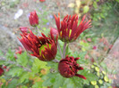 Red & Yellow Chrysanth (2011, Nov.10)