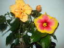 DSC01016
