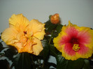 DSC01017