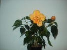 DSC01007