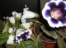 gloxinia Kaiser Wilhelm