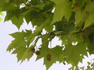 Platanus_hispani_