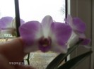 floare dendrobium
