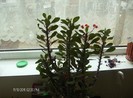 Euphorbia mili Coronita lui IISUS