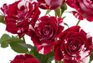 flash-night mini-rose