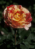 GeorgeBurns[1]