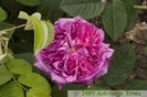 rosa-mundi-rose-shrub-blossom[1]