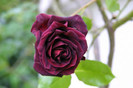 RoseGuinea[1]