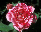 Scentimental3[1]