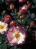 SweetVivien1[1]