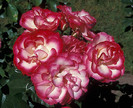 Tabris1[1]