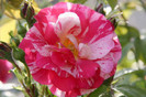 Twist-Rose[1]