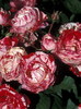 PeppermintSwirl2[1]