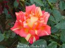 beb5e8.caribia[1]