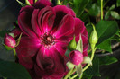 Burgundy-Ice-Rose[2]