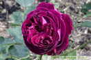 Falstaff-Rose[1]