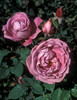 Heirloom2[1]