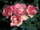 LynnAnderson1[1]