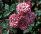 Magenta1[1]