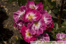 rosa-greetings-rose-floribunda-flowers[1]