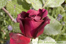 rosa-guinee-rose-climbing-flower[1]