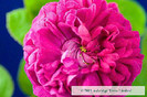 Rosa-Rosa-de-Rescht-Rose-Bushes[1]