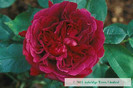 Rosa-William-Shakespeare-2000-Rose-Bushes[1]