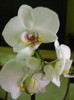 orhidee alba 11nov2011