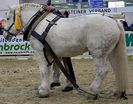 400px-Percheron_1_stehend_links