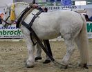 400px-Percheron_1_stehend_links