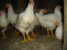 DSC04045