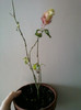12 noiembrie 2011 019