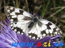 fluturi-imagini-poze5