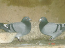C1 B16